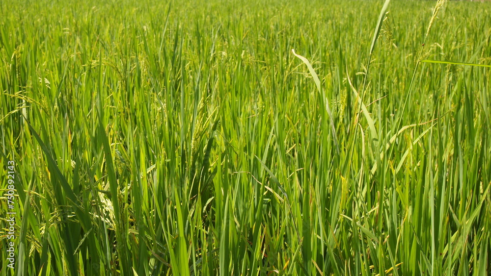 Green rice paddy field in Malaysia Green rice paddy field in Malaysia