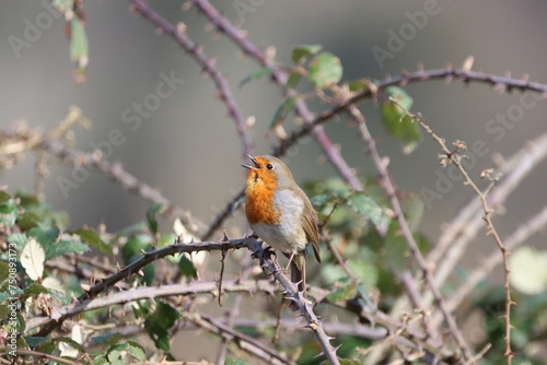 Robin (Erthacus rubecula) singing amongst the briar patch.