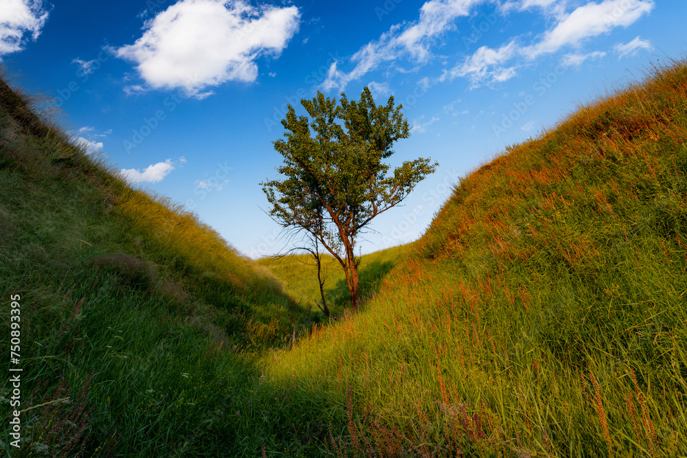 A single tree in the ravine with high grass in a sunset summer light under the blue sky with clouds. A single tree in the ravine with high grass in a sunset summer light under the blue sky with clouds.