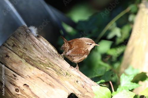 Wallpaper Mural Wren (Trolodytes troglodytes) looking for insects on a old fallen tree. Torontodigital.ca
