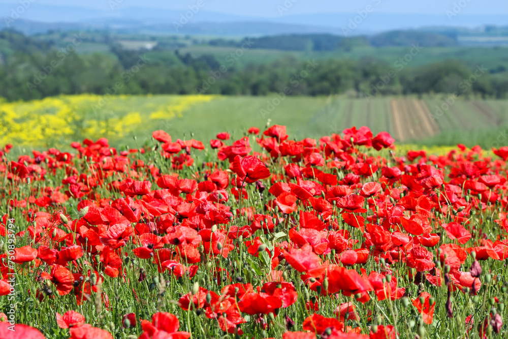 Poppies flower meadow springtime countryside landscape Poppies flower meadow springtime countryside landscape