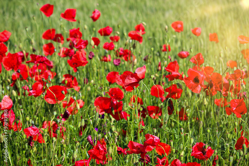 Poppies flower meadow springtime nature background