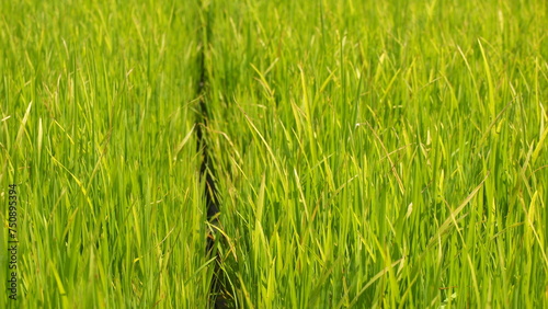 Green luscious rice paddy field
