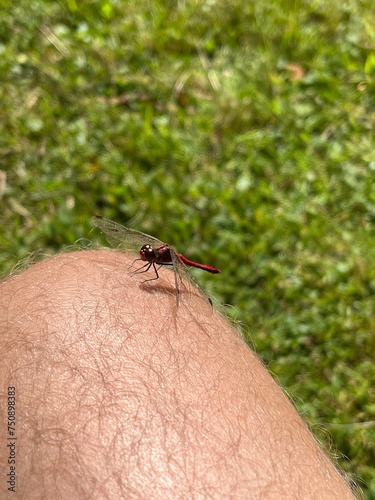insect on a knee
