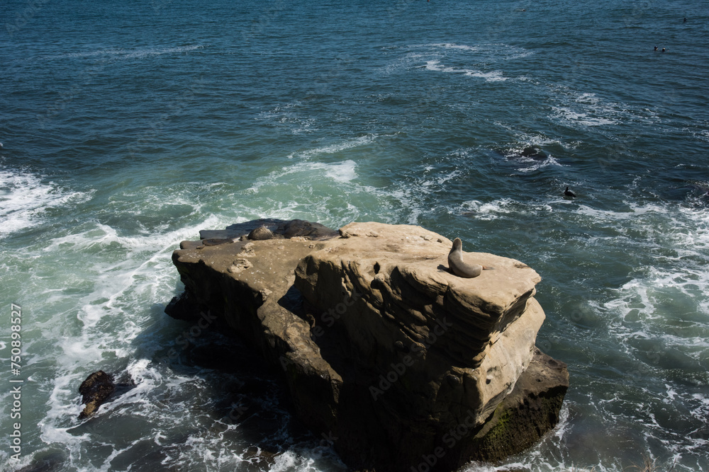 seals on the rock in the middle of the ocean seals on the rock in the middle of the ocean