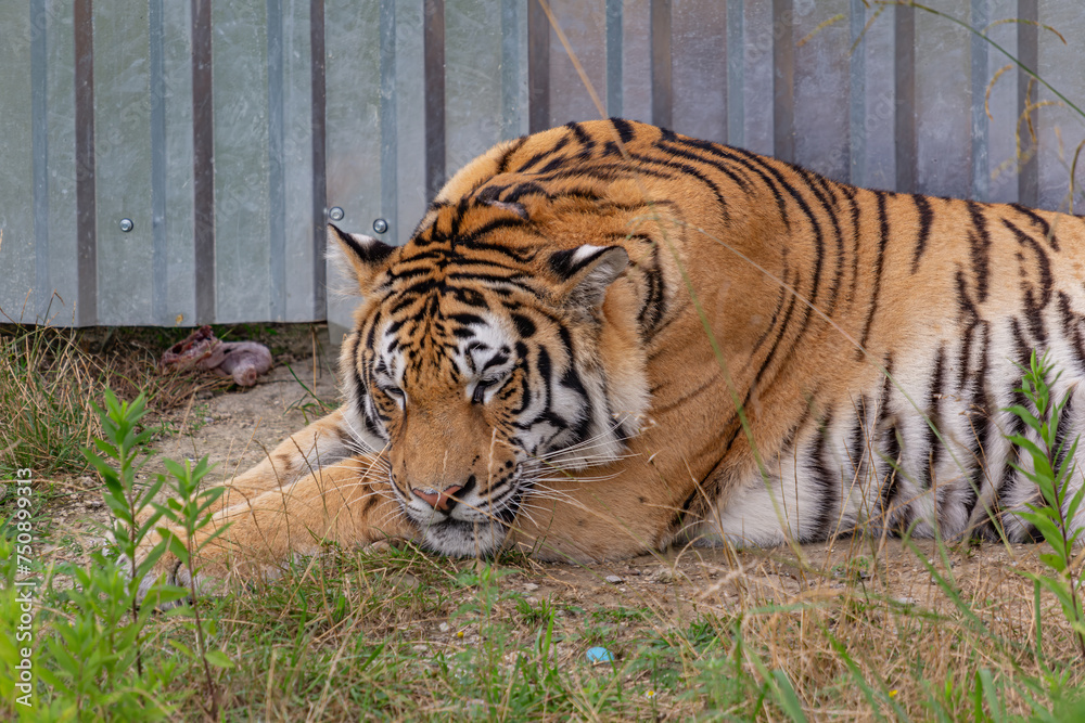 Obraz premium Portrait of a sleeping tiger close-up