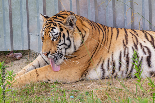 Portrait of a licking tiger in a pride park