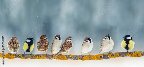 small birds sparrows and titmouse sitting on a branch in a winter snowy garden © nataba