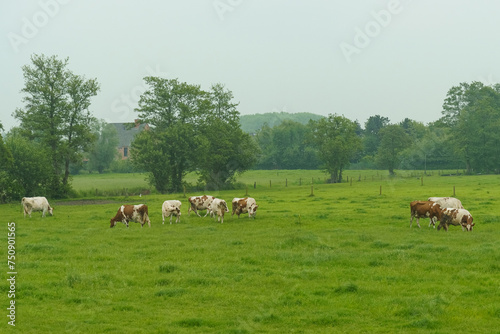 Calm rural scene with cows grazing in a lush green pasture in cloudy weather.