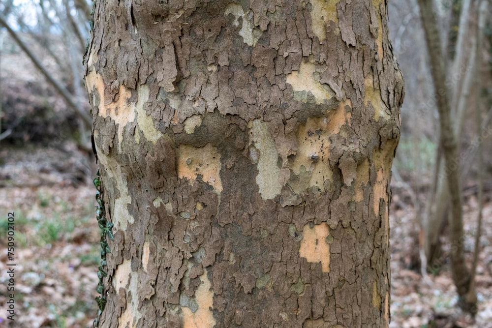 Fototapeta premium Front view of a plane tree with its texture. Platan bark wooden background. Natural tree bark texture.