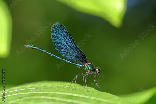 Blue dragonfly (Calopteryx virgo) sitting between leaves.