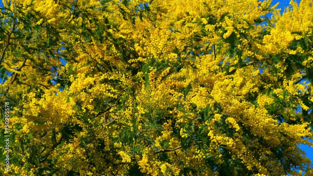 blooming mimosa, bright yellow flowers on the branches blooming mimosa, bright yellow flowers on the branches