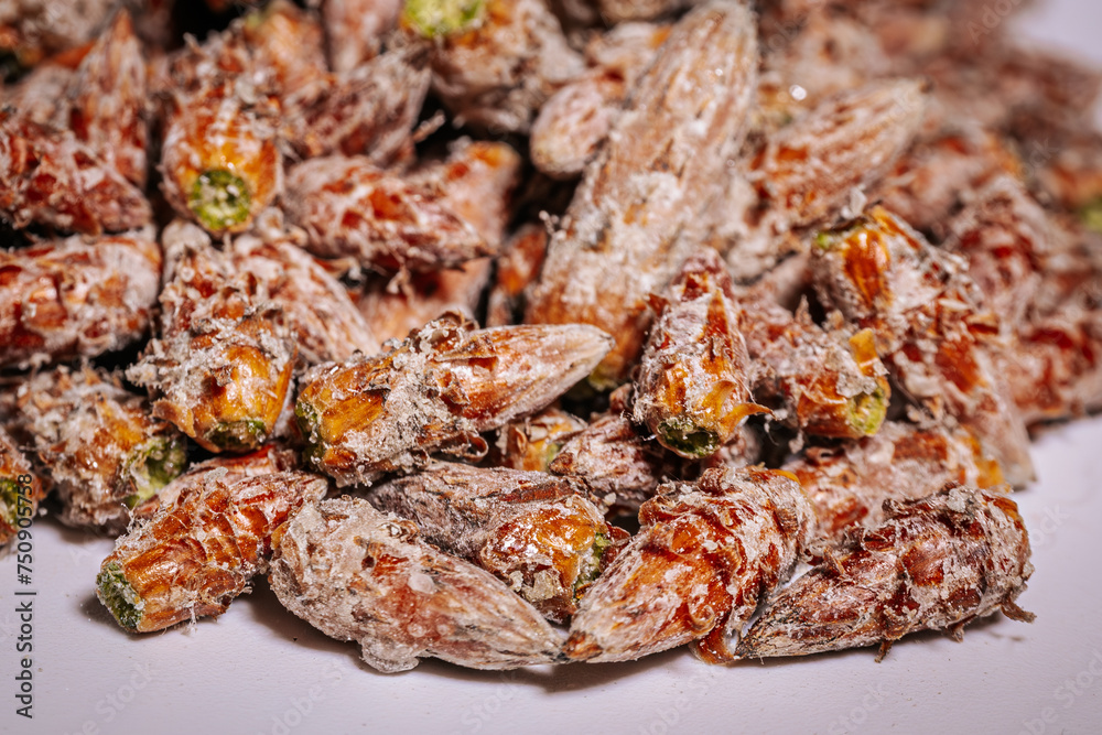 Pine buds healthy diet. A pile of pine buds Pine buds healthy diet. A pile of pine buds