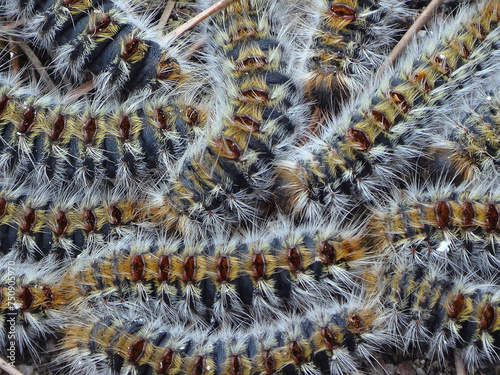 The pine processionary moth (Thaumetopoea pityocampa) caterpillars
