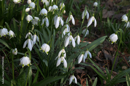 Group of snowdrop flowers galanthus nivalis