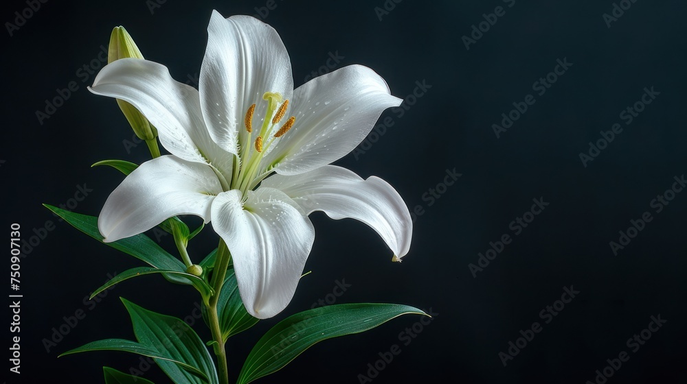 a close up of a white flower with water droplets on it's petals and green leaves on a black background.