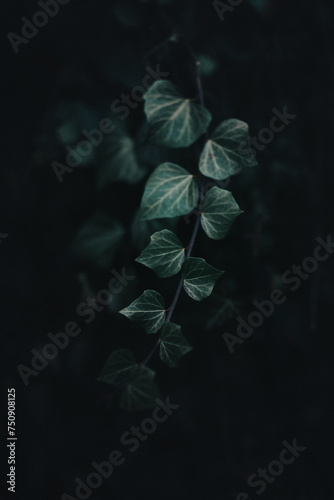 leaves on black background © Elninho