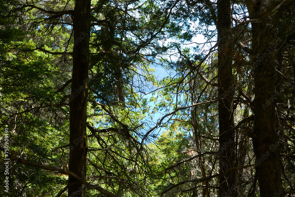 Fototapeta premium beautiful green forest