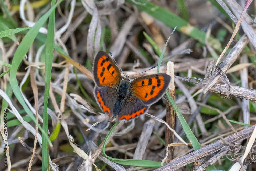 Lycaenidae / Benekli Bakır / Small Copper / Lycaena phlaeas