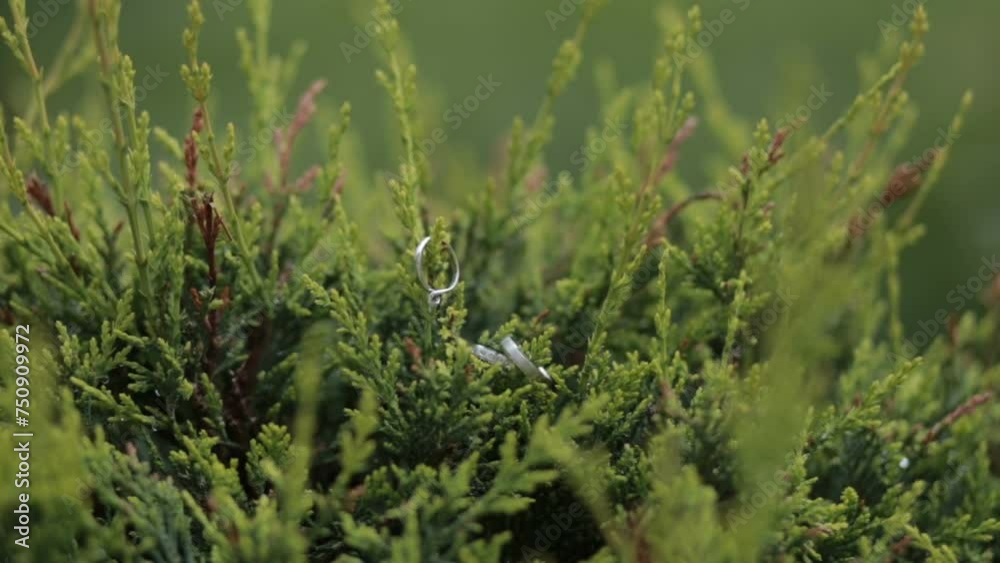 Rings hanging in a fir tree