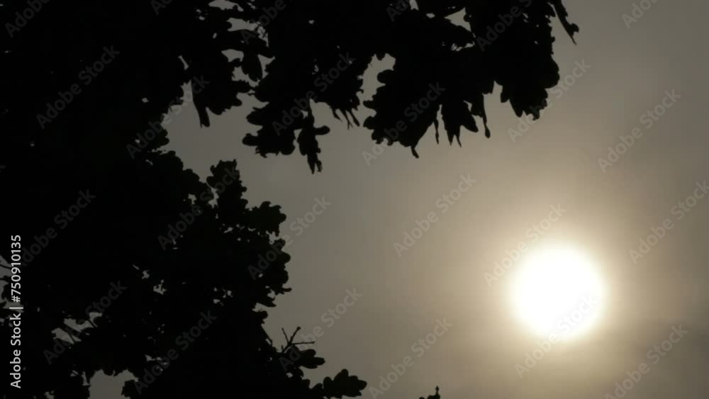 Strong sun in the middle of the day 4k Strong sun in the middle of the day 4k