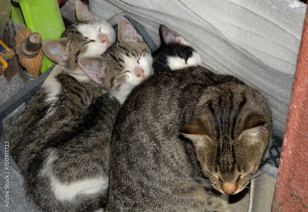 mother cat and little kittens in a crate
