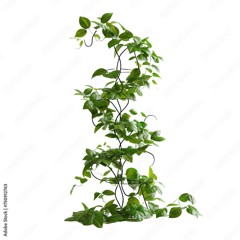 Plant with Support isolated on white or transparent background