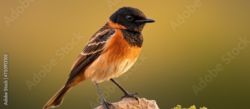 A small African Stonechat bird is perched on top of a piece of wood. The bird is clearly visible and is in a relaxed position.