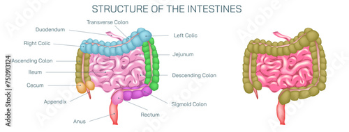 The small intestine is divided into the duodenum, jejunum, and ileum. Small intestine follows the structure of digestive tract where most of the absorption of nutrients from food vector illustraion.