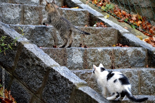 two little cats are running up the stairs