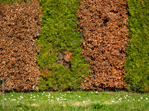 Schäden an einer Thujahecke photo