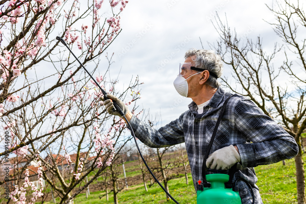 Spraying Fruit Tree with Organic Pesticide or Insecticide in Spring. Spraying Trees against Fungus Infection.