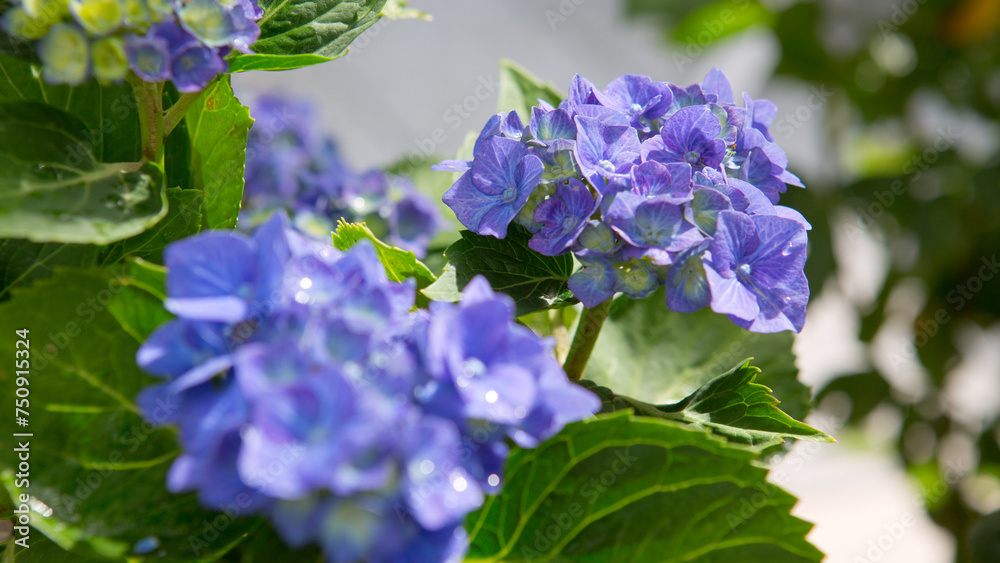Beautiful blue hydrangea flowers isolated on green. Beautiful blue hydrangea flowers isolated on green.