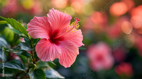 A vibrant pink hibiscus flower blooms against a backdrop  The green leaves and buds suggest a thriving plant, capturing the essence of a serene. © Muhammad
