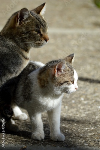 mother cat and little kitten