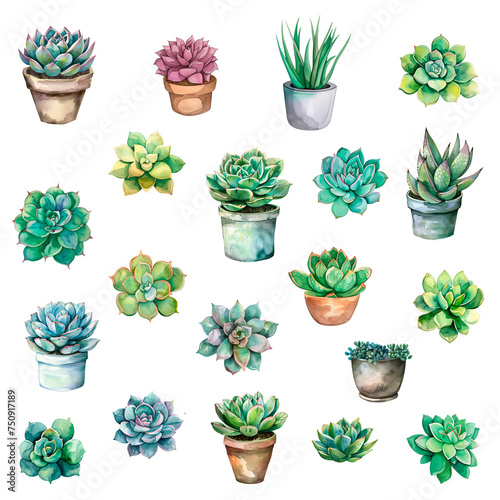 Super bundle set of watercolor Succulents on isolated transparent background PNG