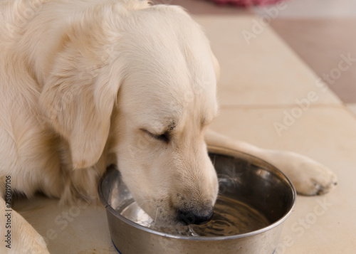 Cute golden retriever puppy drinking water from a bowl at home