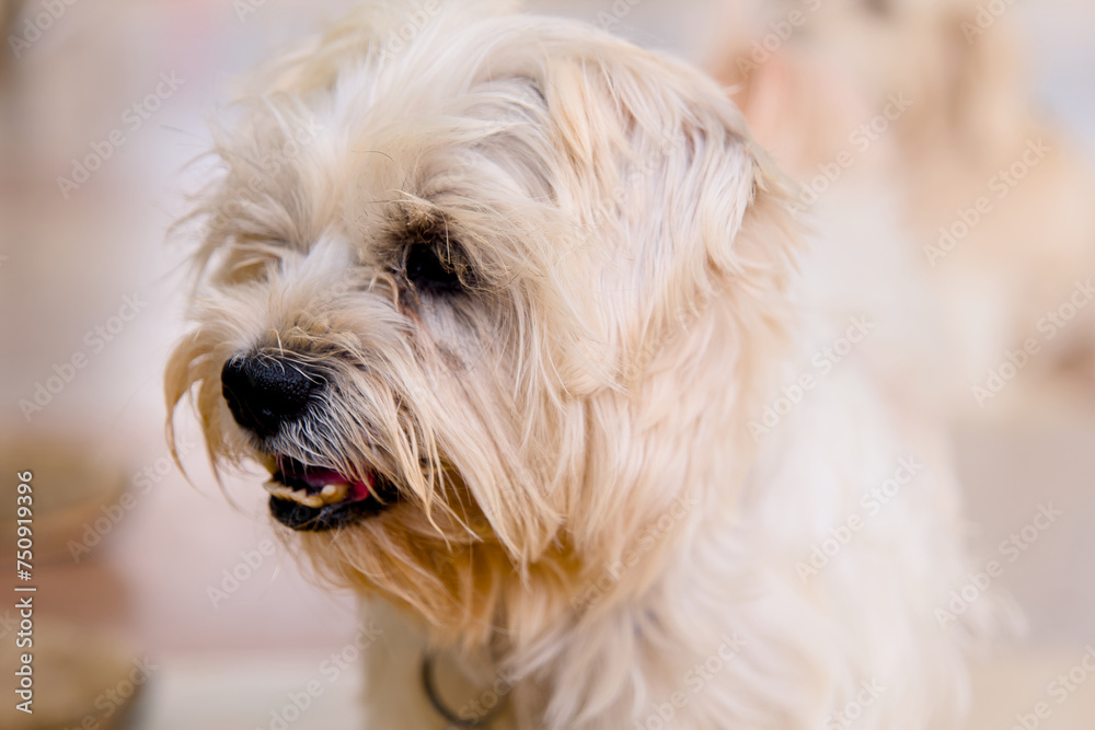Portrait of a Maltese dog in a pet parlor