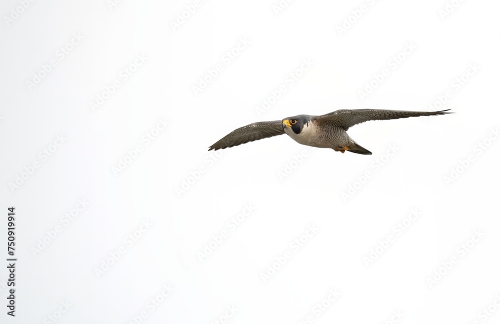 Obraz premium Adult peregrine falcon in fast flight against a clear sky