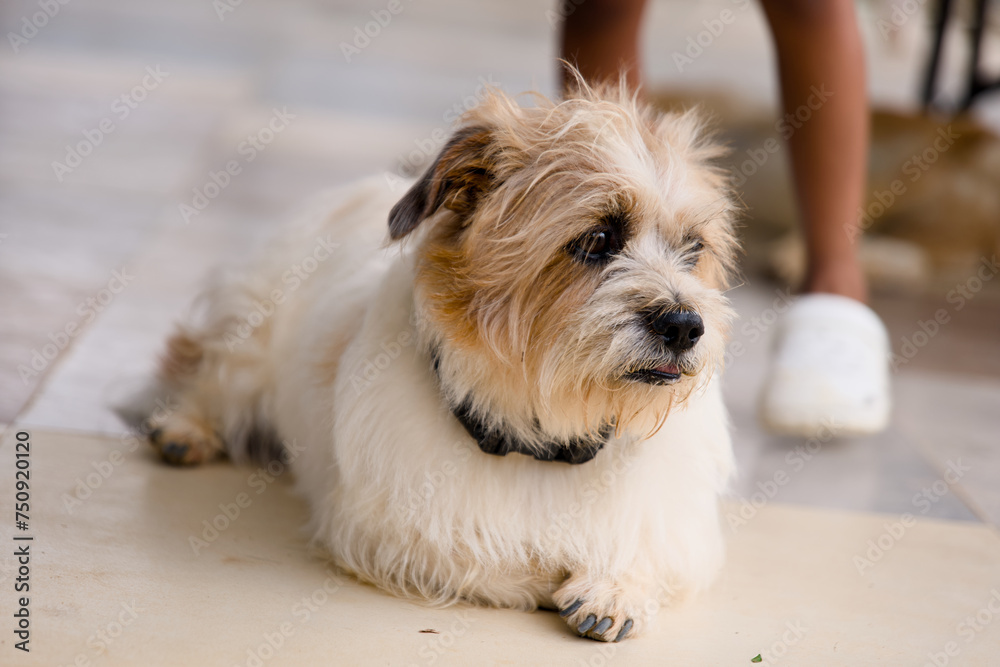 Cute dog sitting on the floor and looking at the camera Cute dog sitting on the floor and looking at the camera