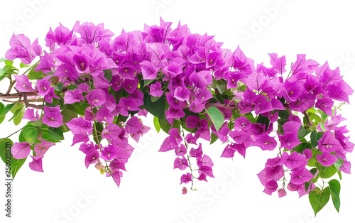 Purple Bougainvillea Tropical Flower Bush Climbing on white or transparent background