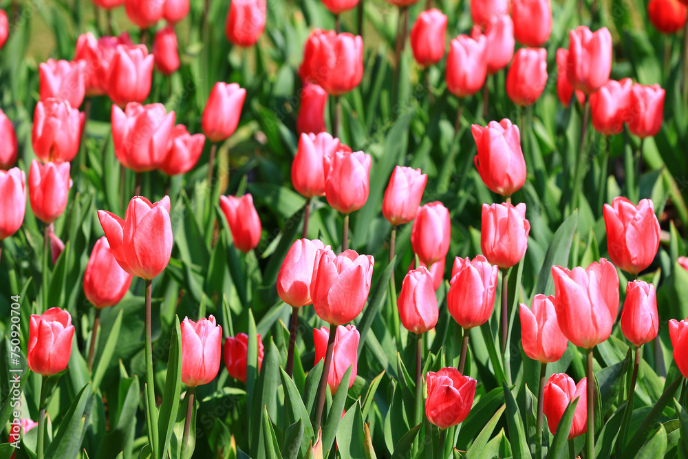 red Tulip flowers blooming in the garden with green leaves 