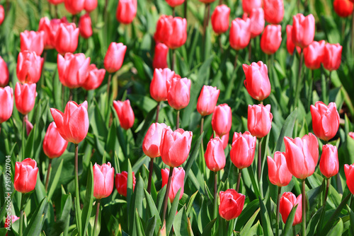 red Tulip flowers blooming in the garden with green leaves 