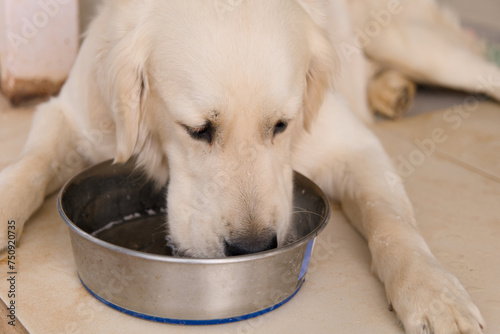 Golden Retriever dog drinking water from a bowl