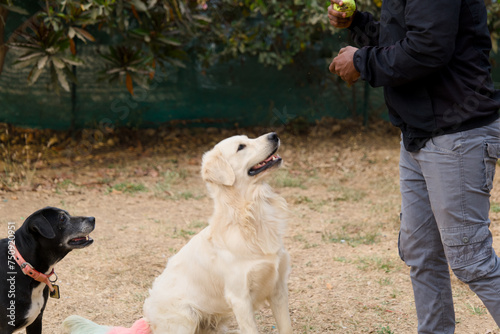 two labrador retriever dogs playing with a trainer in a park