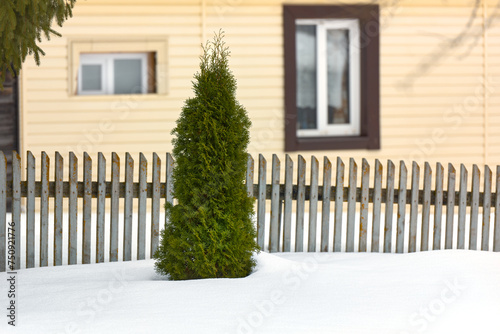 Beautiful green thuja in the snow against the background of a wooden house. Close-Up Of thuja tree in winter. © Lexis_Jan