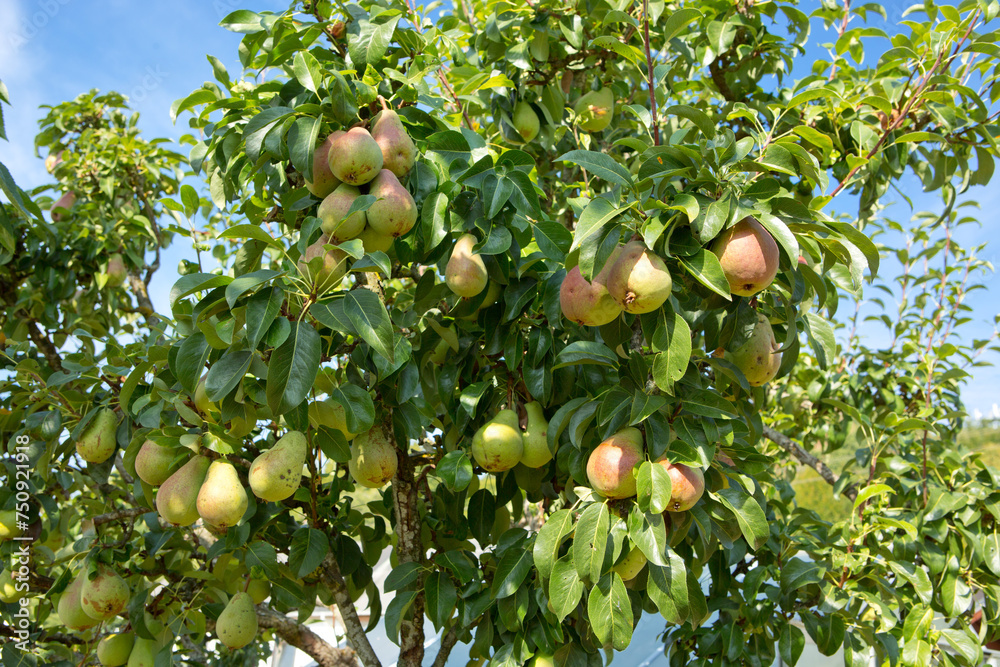 Pears tree in the summer garden.