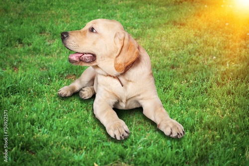 An adorable dog outdoor on green grass