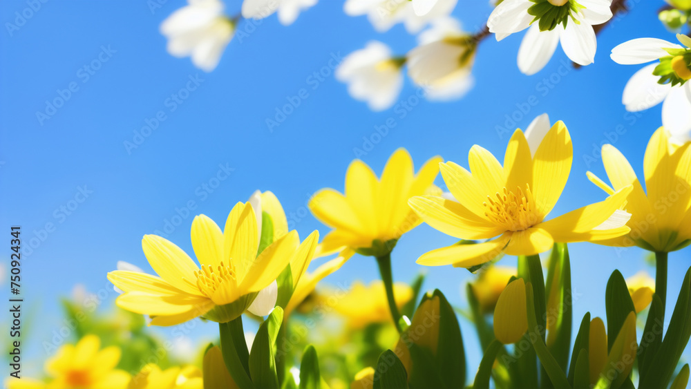 Pretty plants with yellow and white flowers with the sky in the background on a sunny day.