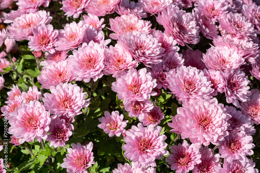 The florist's daisy, Chrysanthemum morifolium, and the hardy garden mum, a perennial plant in the genus Asteraceae family. The florist's daisy, Chrysanthemum morifolium, and the hardy garden mum, a perennial plant in the genus Asteraceae family.